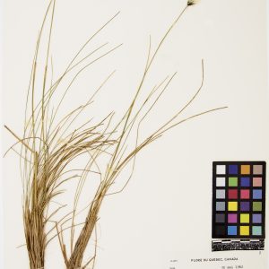 Linaigrette dense