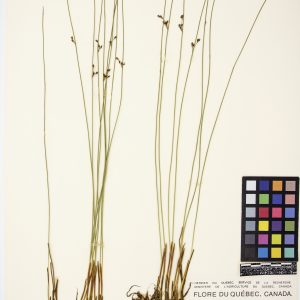 Jonc filiforme
