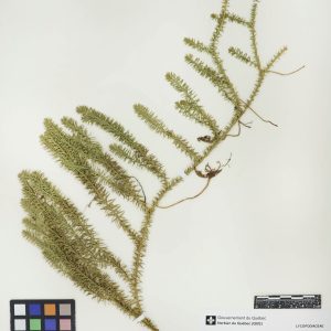 Lycopode innovant