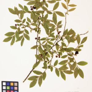 Bleuet fausse-myrtille