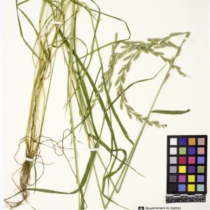 Ivraie multiflore