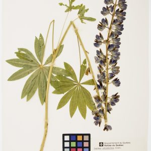 Lupin polyphylle