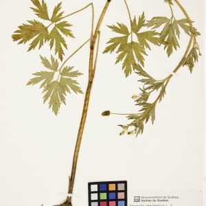 Renoncule de Pennsylvanie