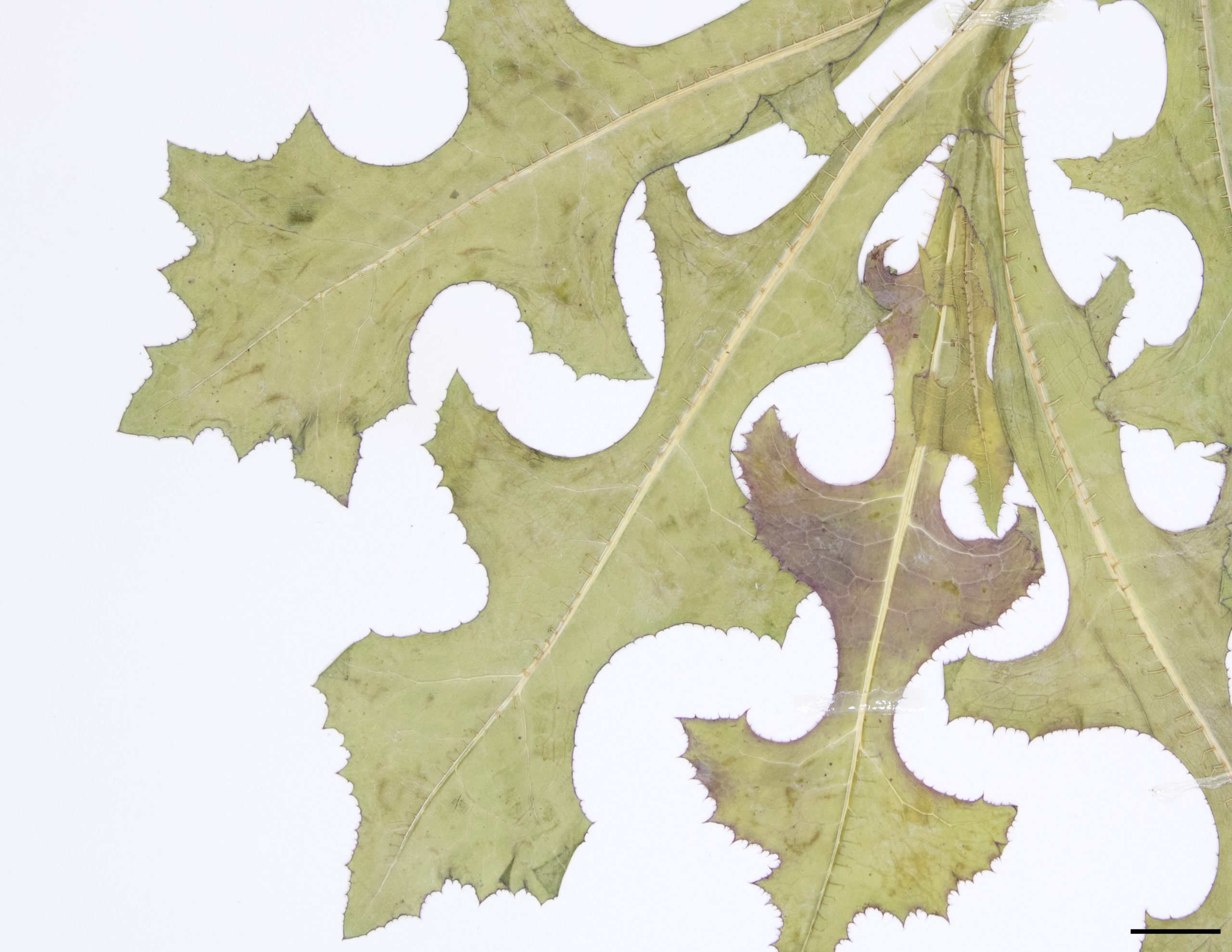 Ligne d’épines présente sous les feuilles à la nervure centrale