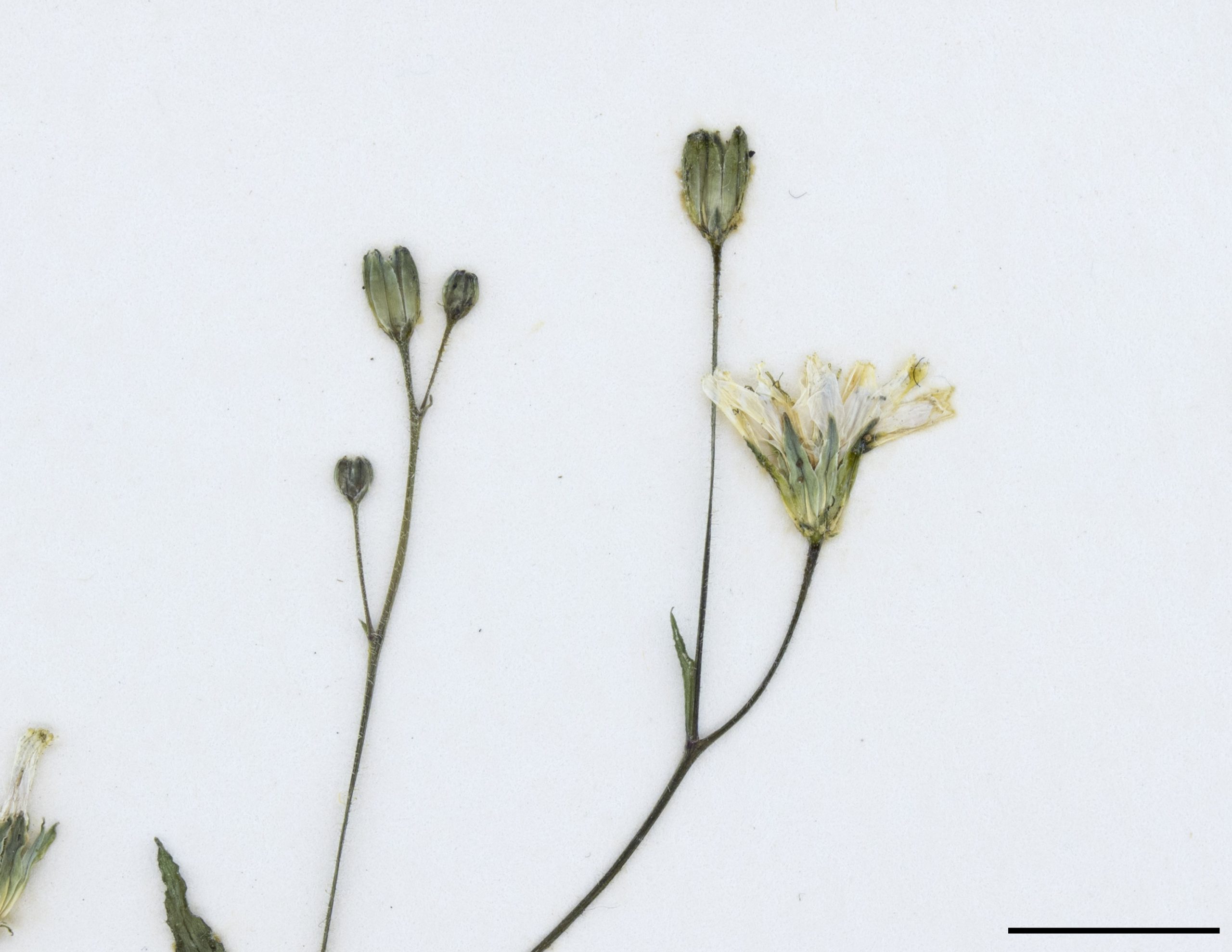 Fleur jaune composée de fleurons ligulés