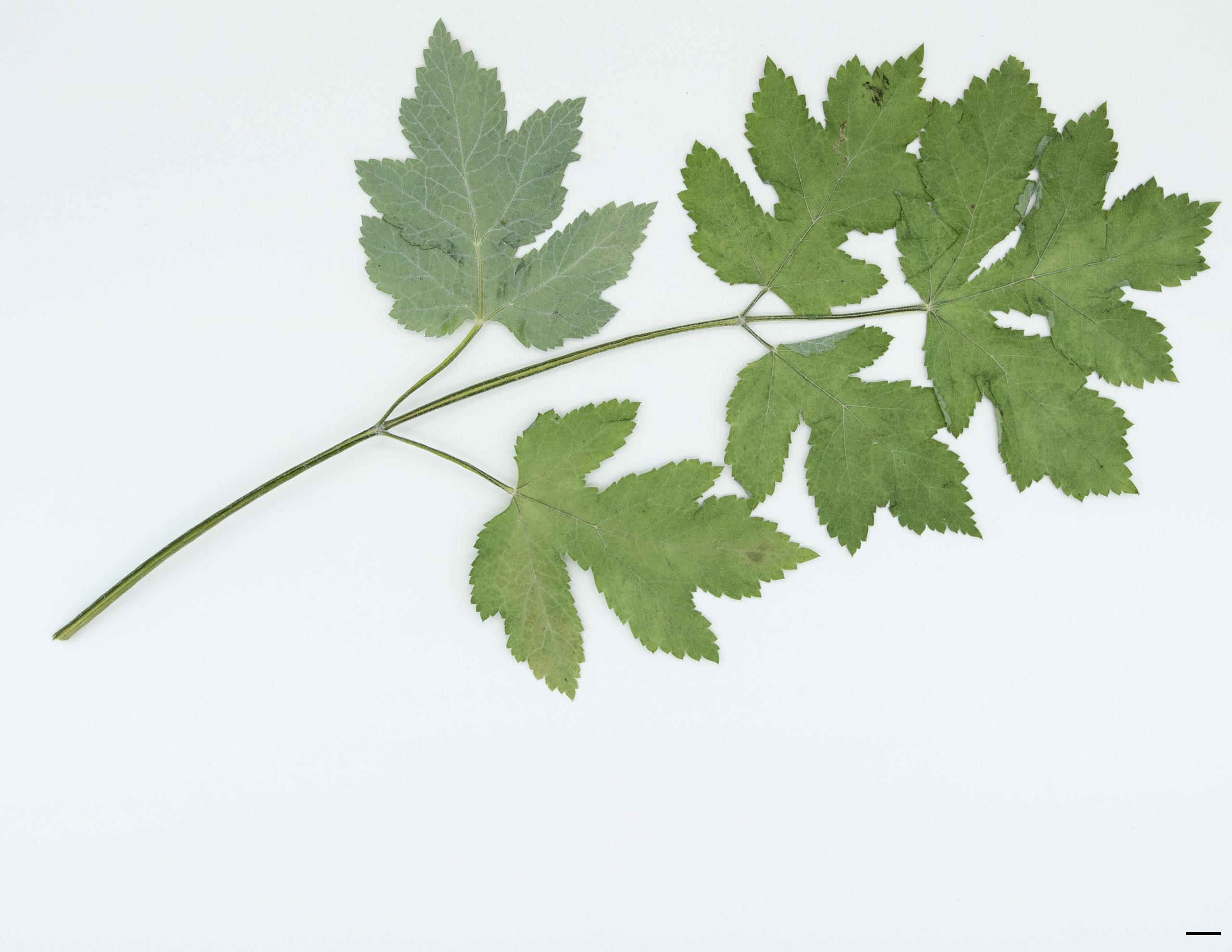 Feuille divisée en 5 à 7 folioles, avec de longs poils raides aux nervures inférieures