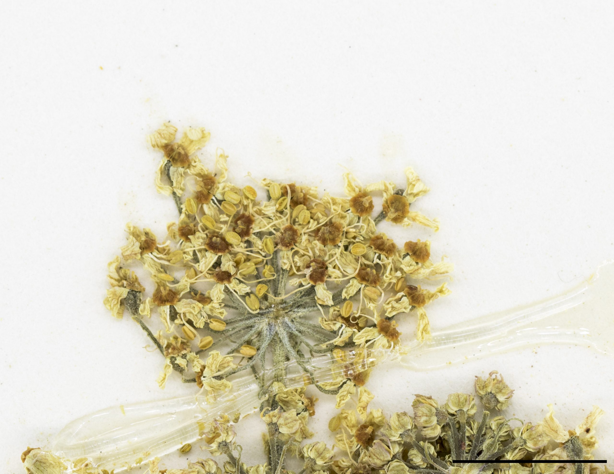 Inflorescence en ombelle, fleurs à 5 pétales blancs