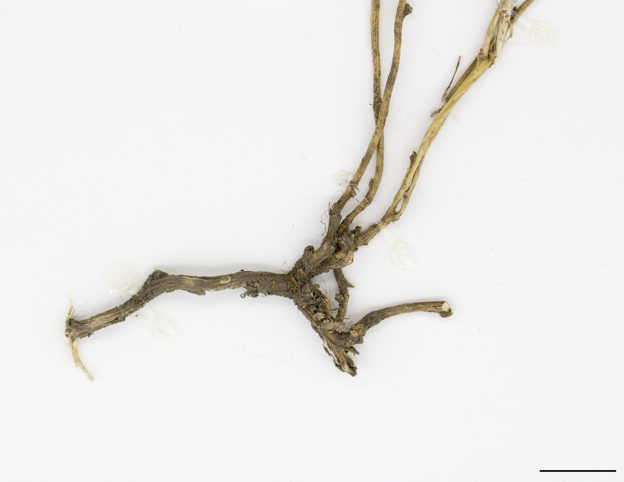 Système racinaire composé de rhizomes