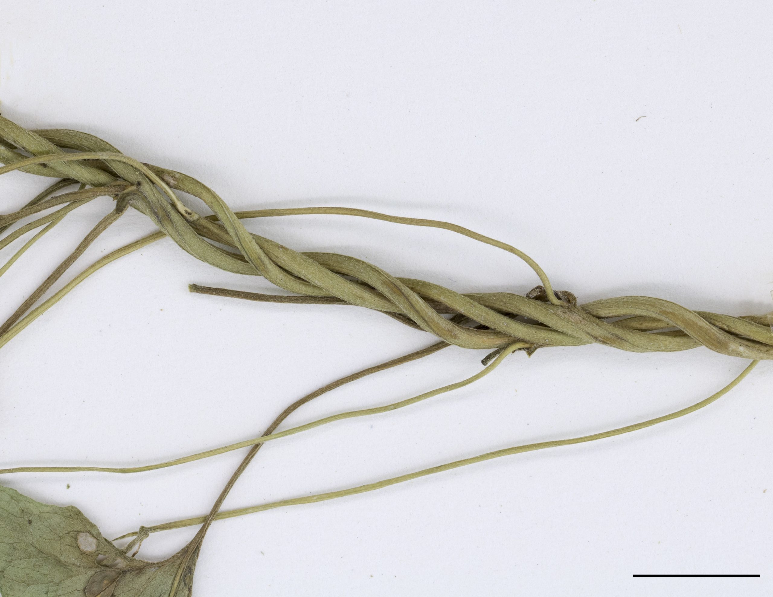 Tige grimpante pouvant s’enrouler sur d’autres tiges