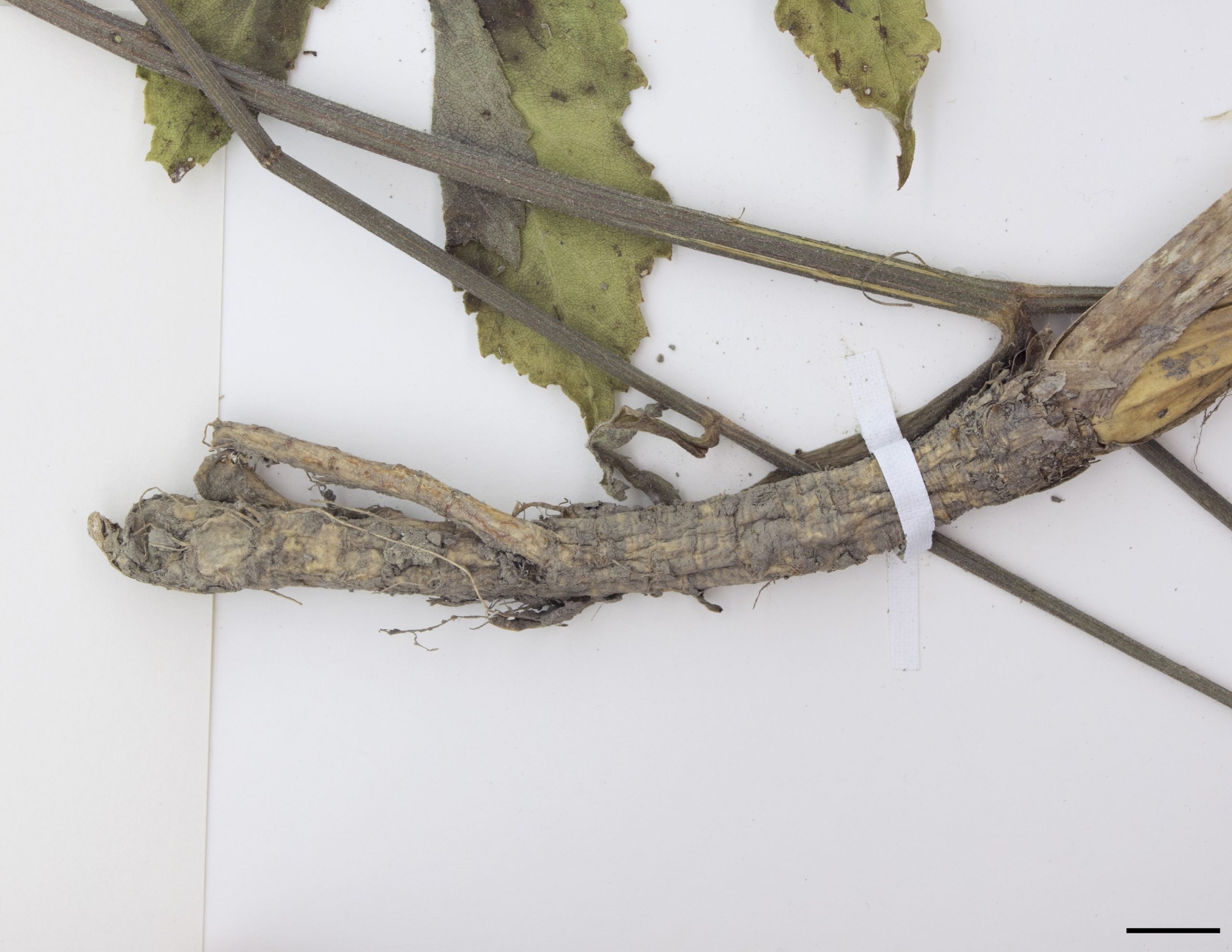 Racine pivotante légèrement ramifiée