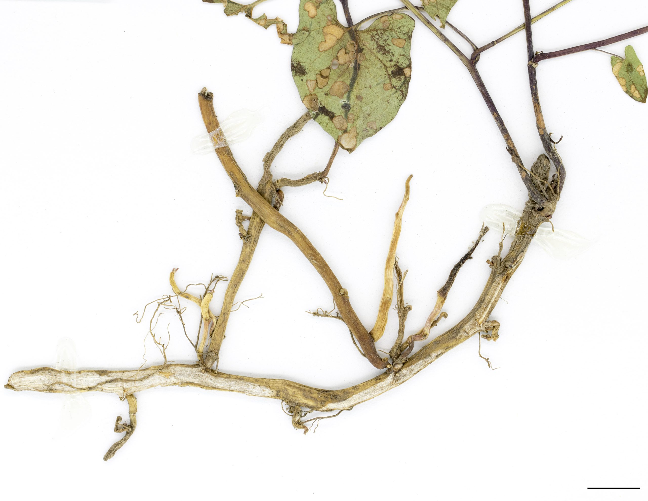Système racinaire composé de rhizomes ramifiés