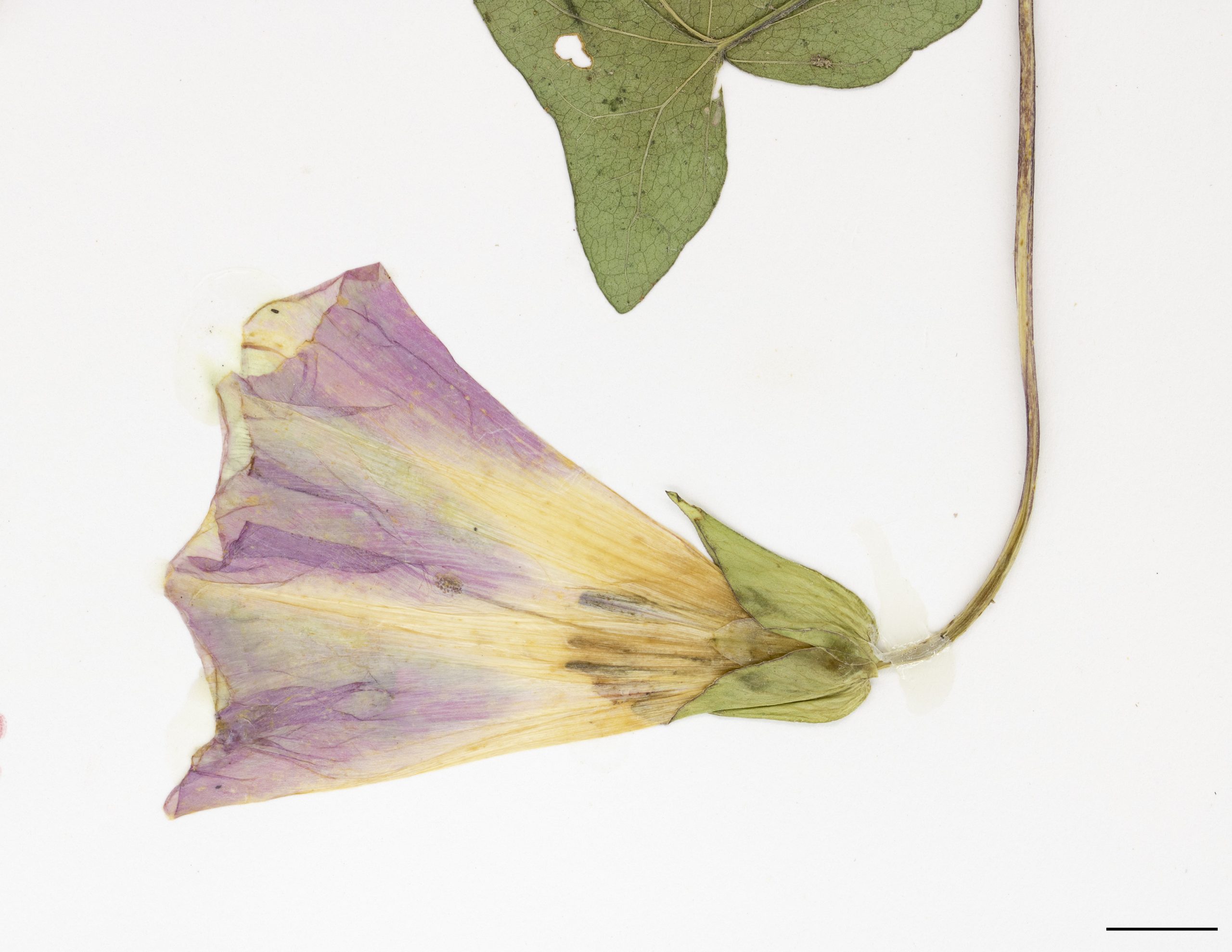 Fleur rose ou blanche, à 5 pétales soudés