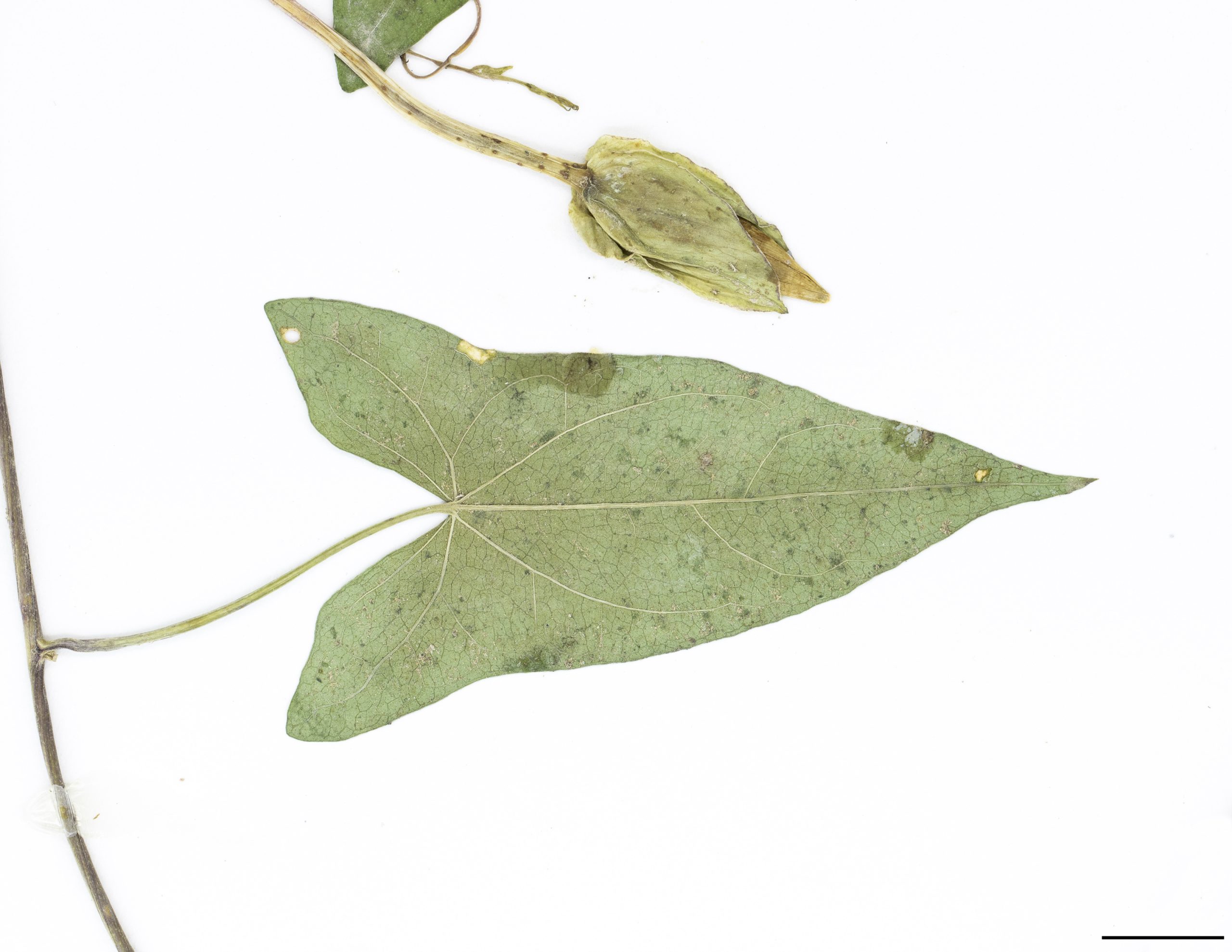 Feuille triangulaire, prolongée à la base en 2 lobes