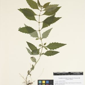 Lycope à une fleur