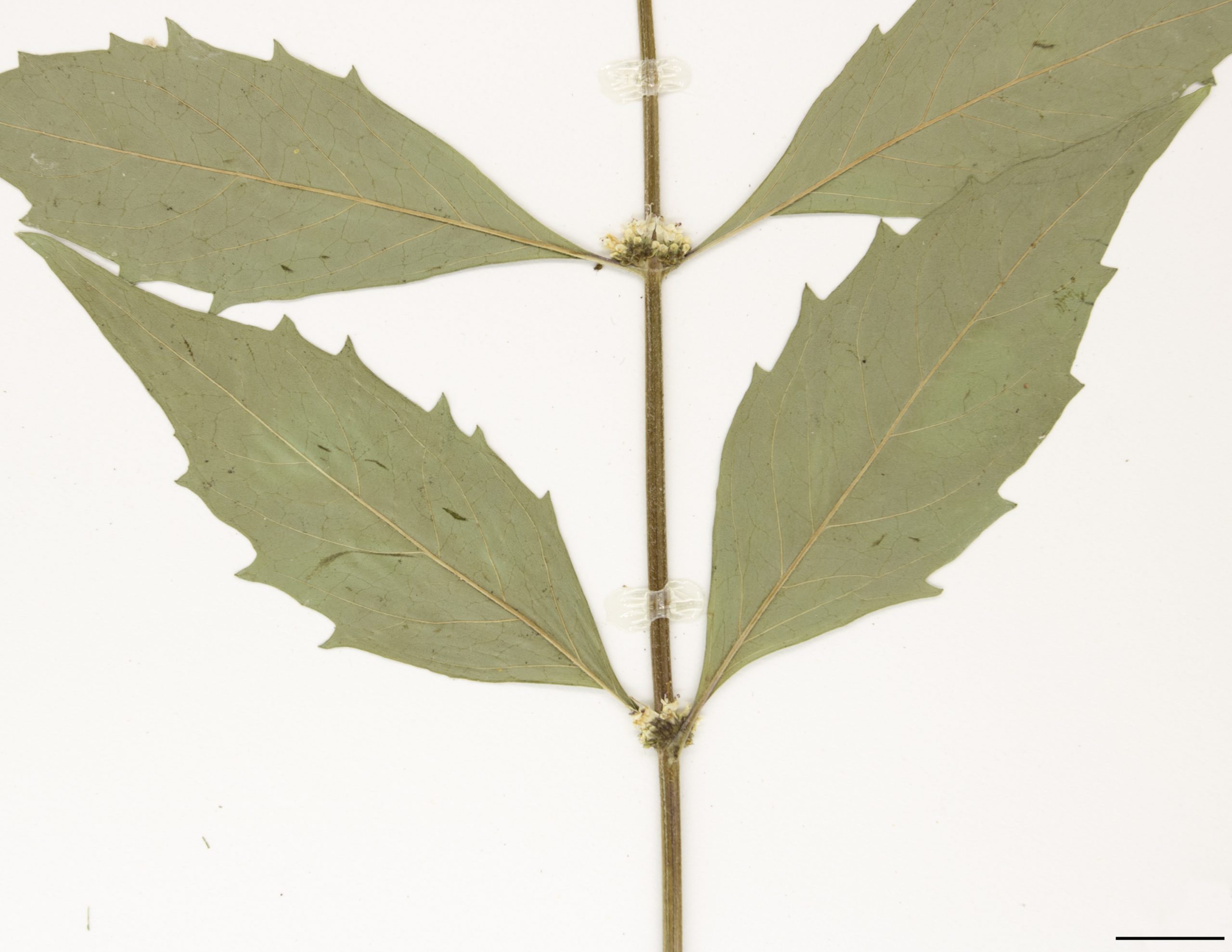 Feuilles opposées de forme lancéolée et à marge légèrement dentée