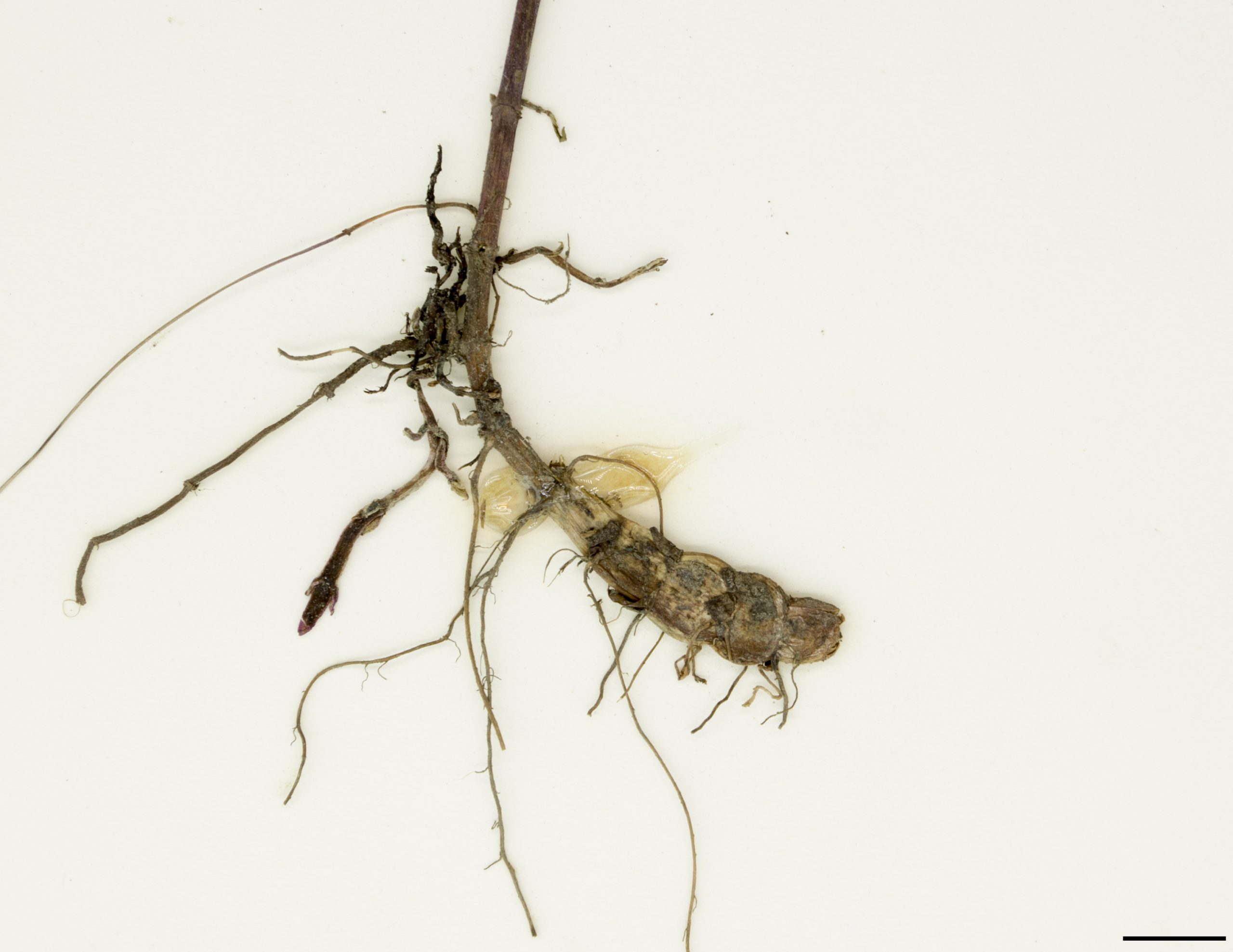 Système racinaire composé de rhizomes, de tubercules et de racines fibreuses