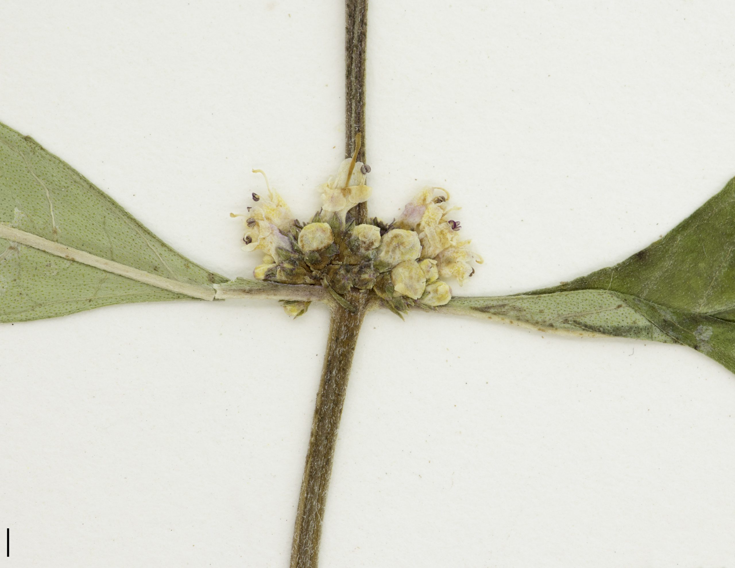 Fleurs en glomérule dense à l’aisselle des feuilles