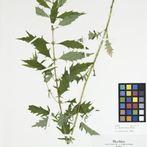 Lycope d'Amérique