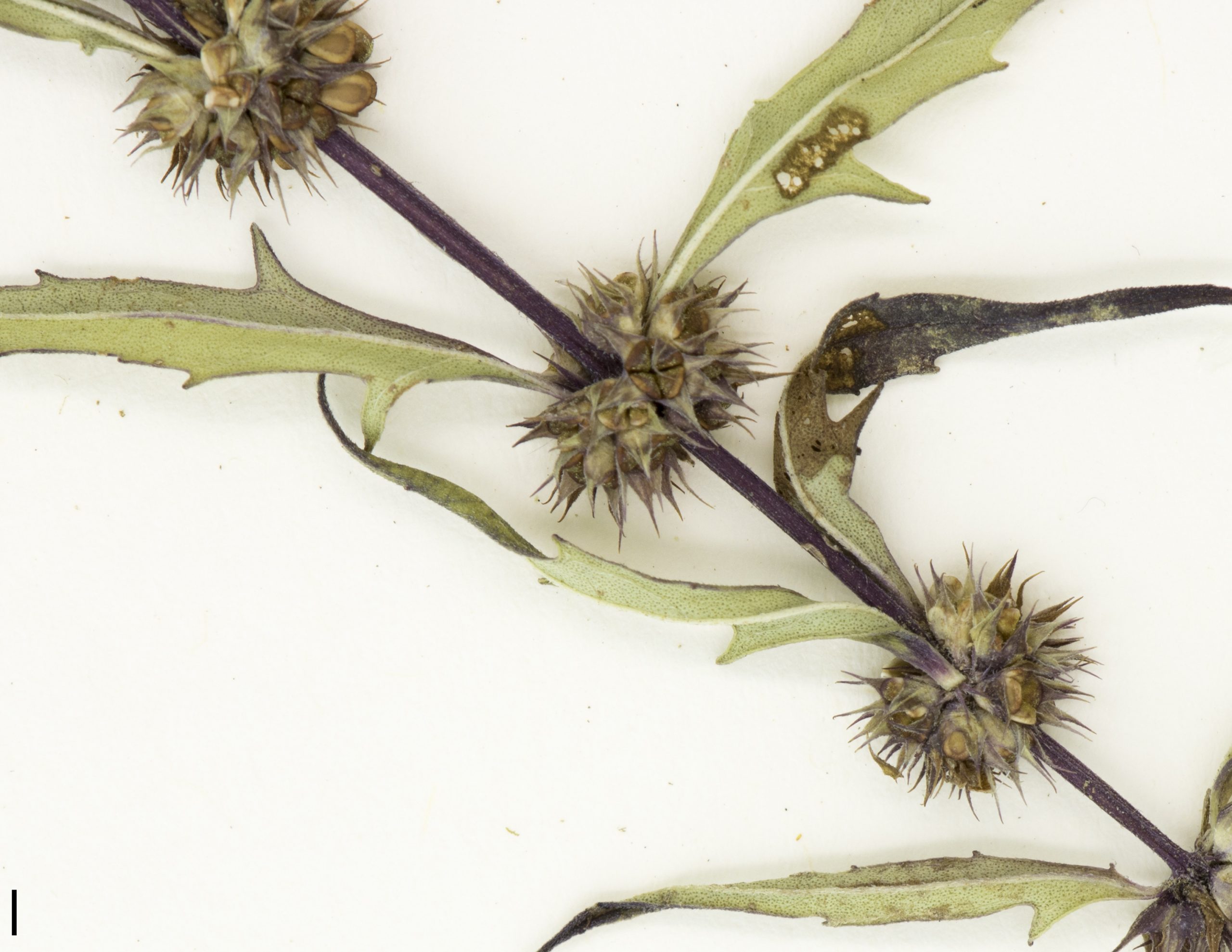 Quatre graines sont produites par fleurs