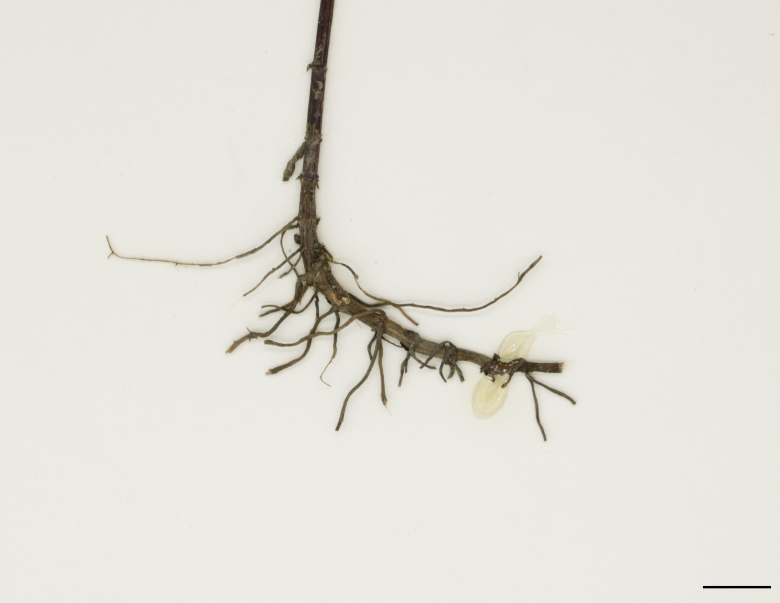 Système racinaire composé de rhizomes et de racines fibreuses