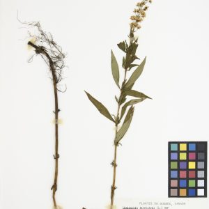 Lysimaque terrestre