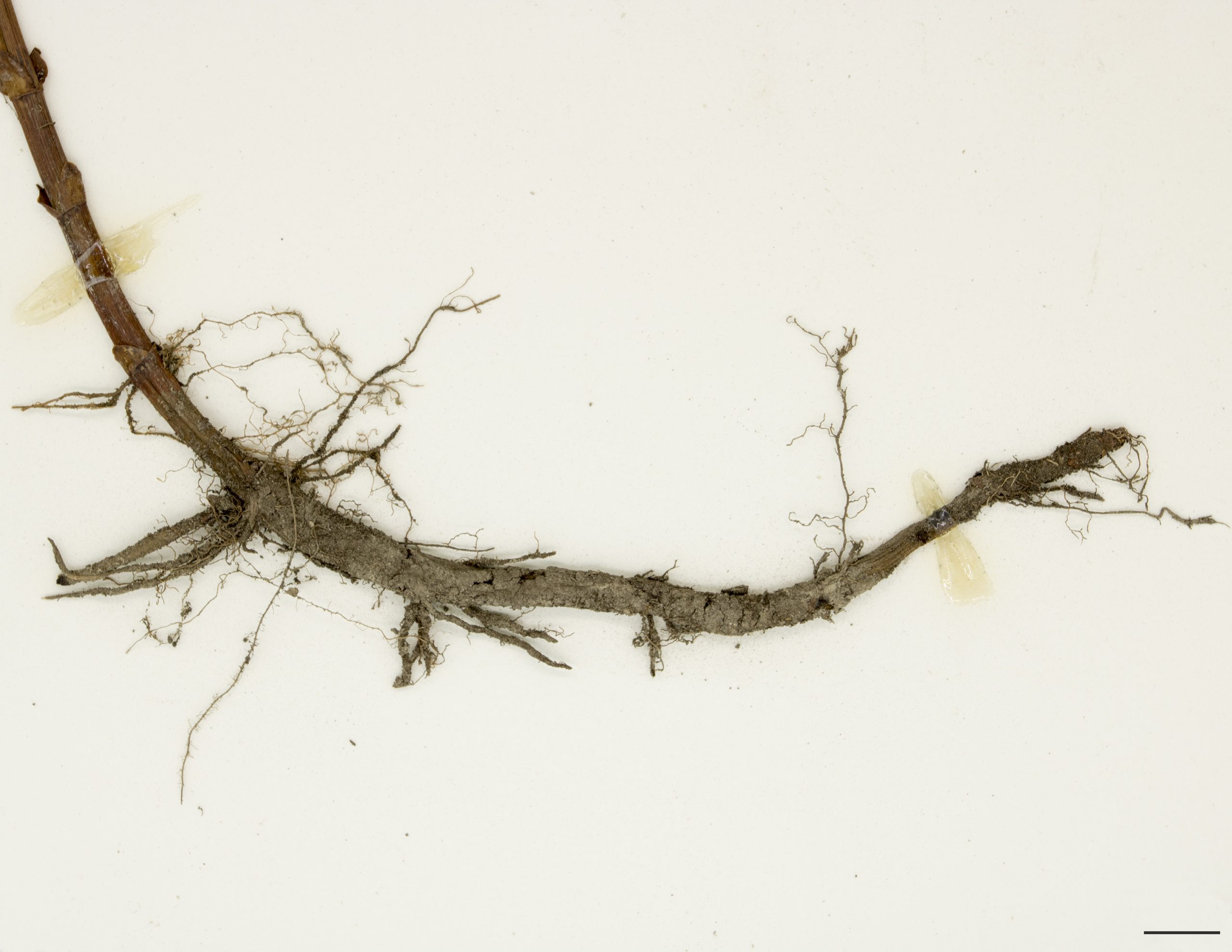 Rhizome