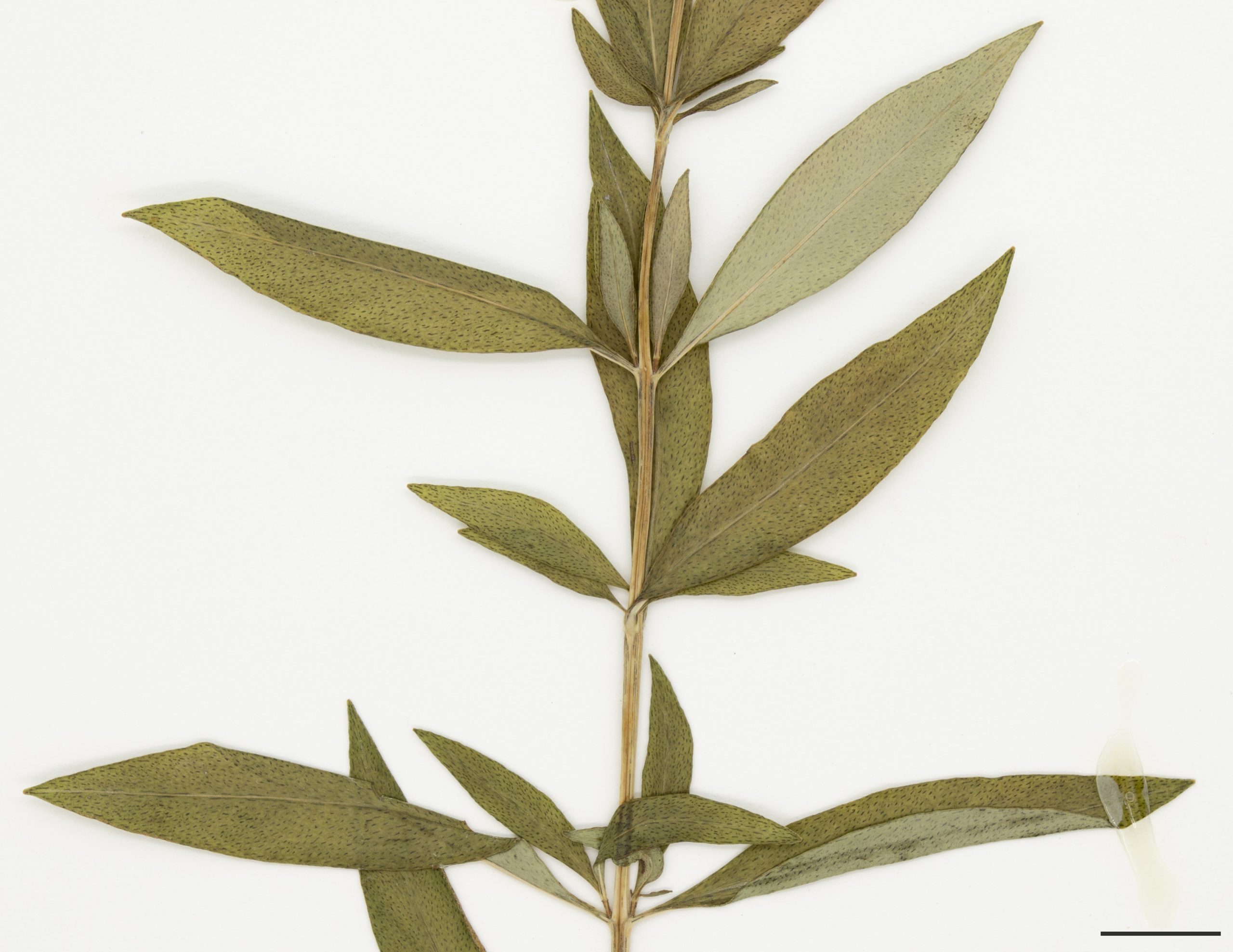 Feuilles opposées ou en verticille de 3 ou 4