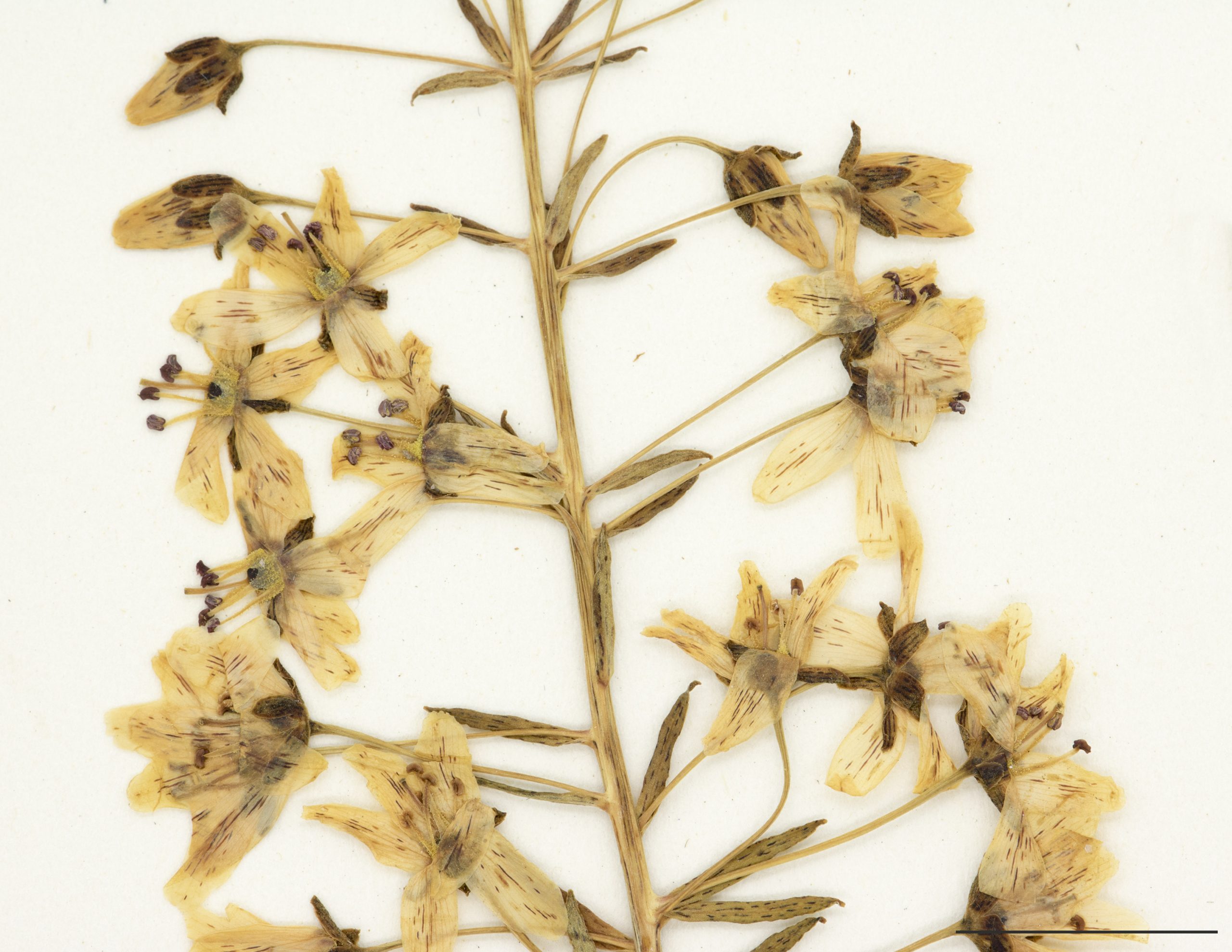 Fleurs jaunes à 5 pétales