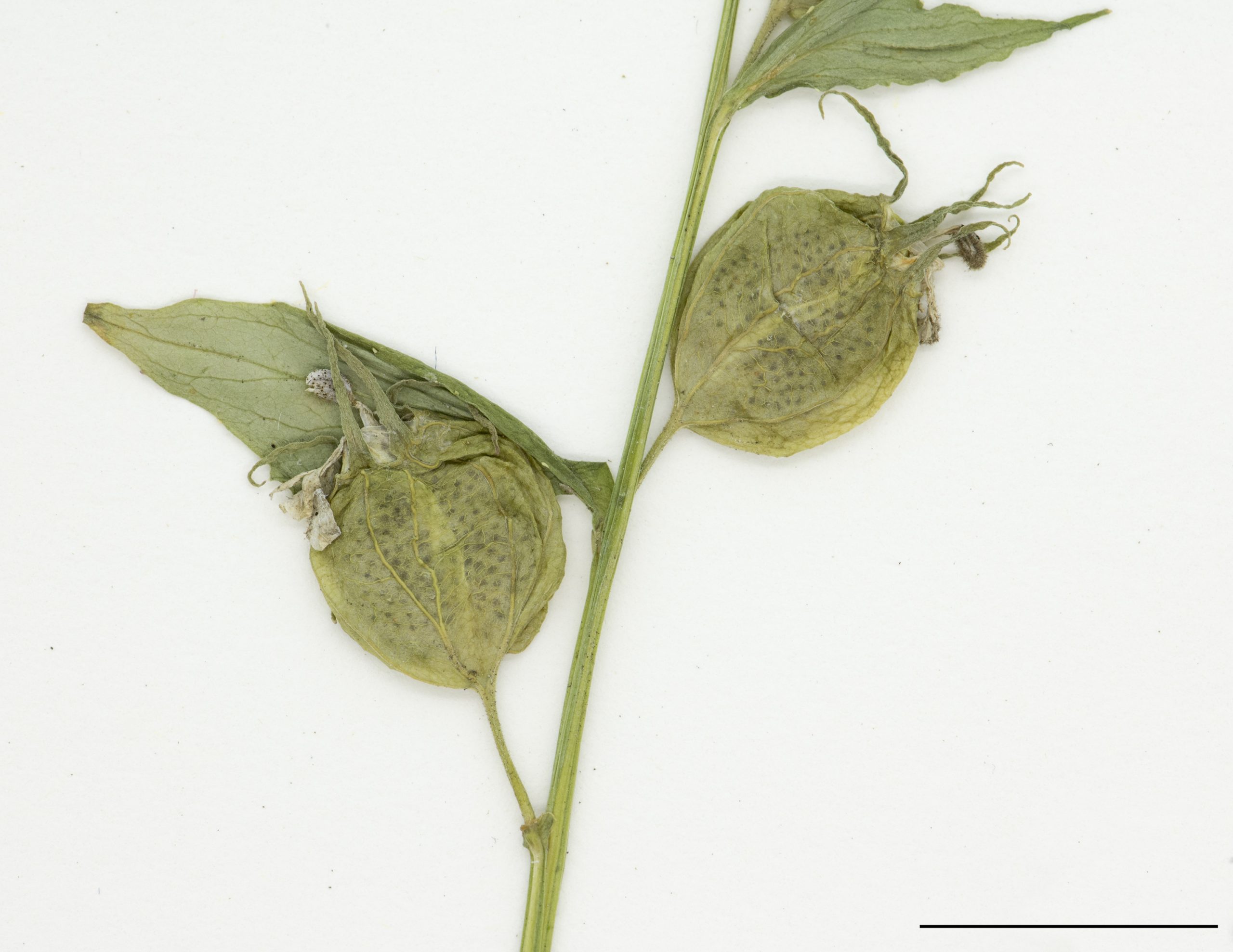 Capsule renfermant les graines