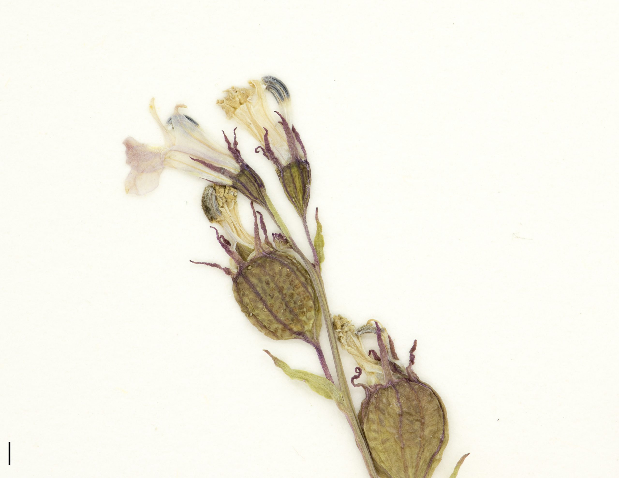 Fleurs irrégulières, bleues ou pourpres