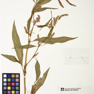 Renouée à feuilles de patience