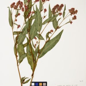 Renouée de Pennsylvanie