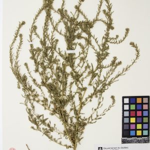 Kochia à balais