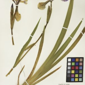 Iris versicolore