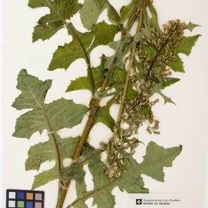 Laitue bisannuelle