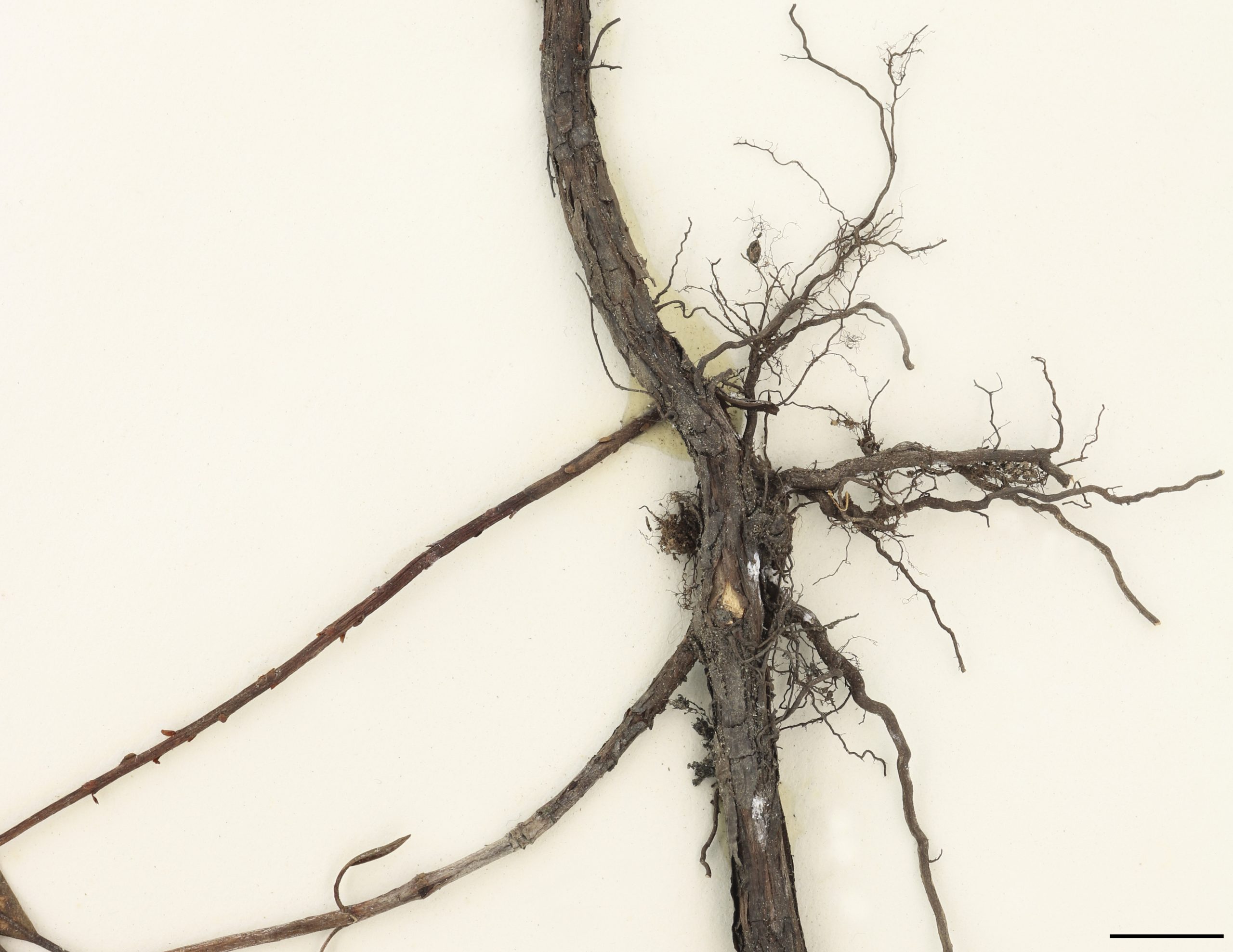 Rhizome allongé, muni de racines fines