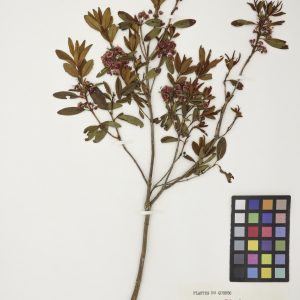 Kalmia à feuilles étroites