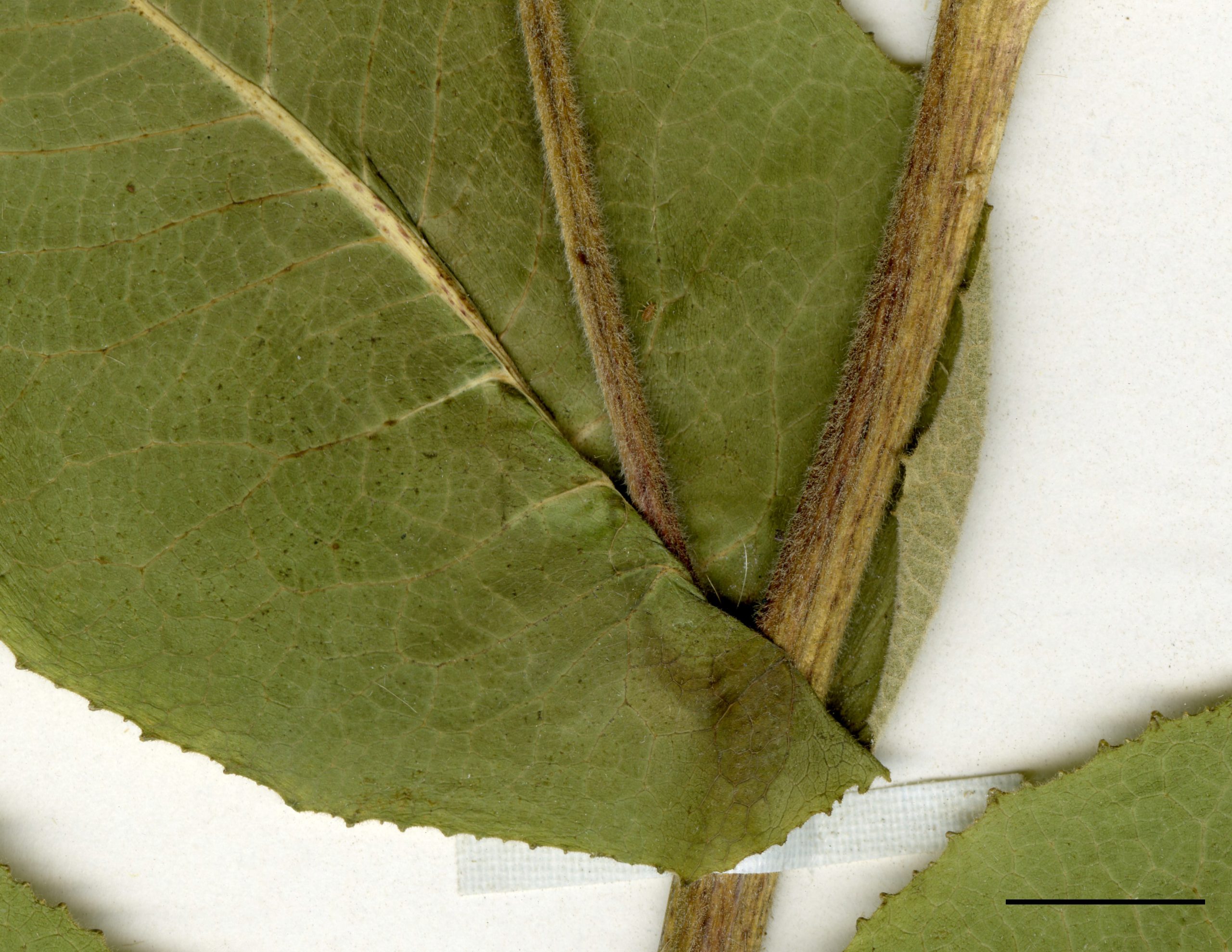 Feuilles du haut de la tige à base embrassante.