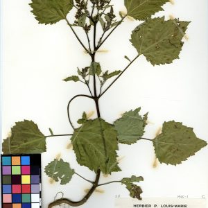 Ives à feuilles de lampourde