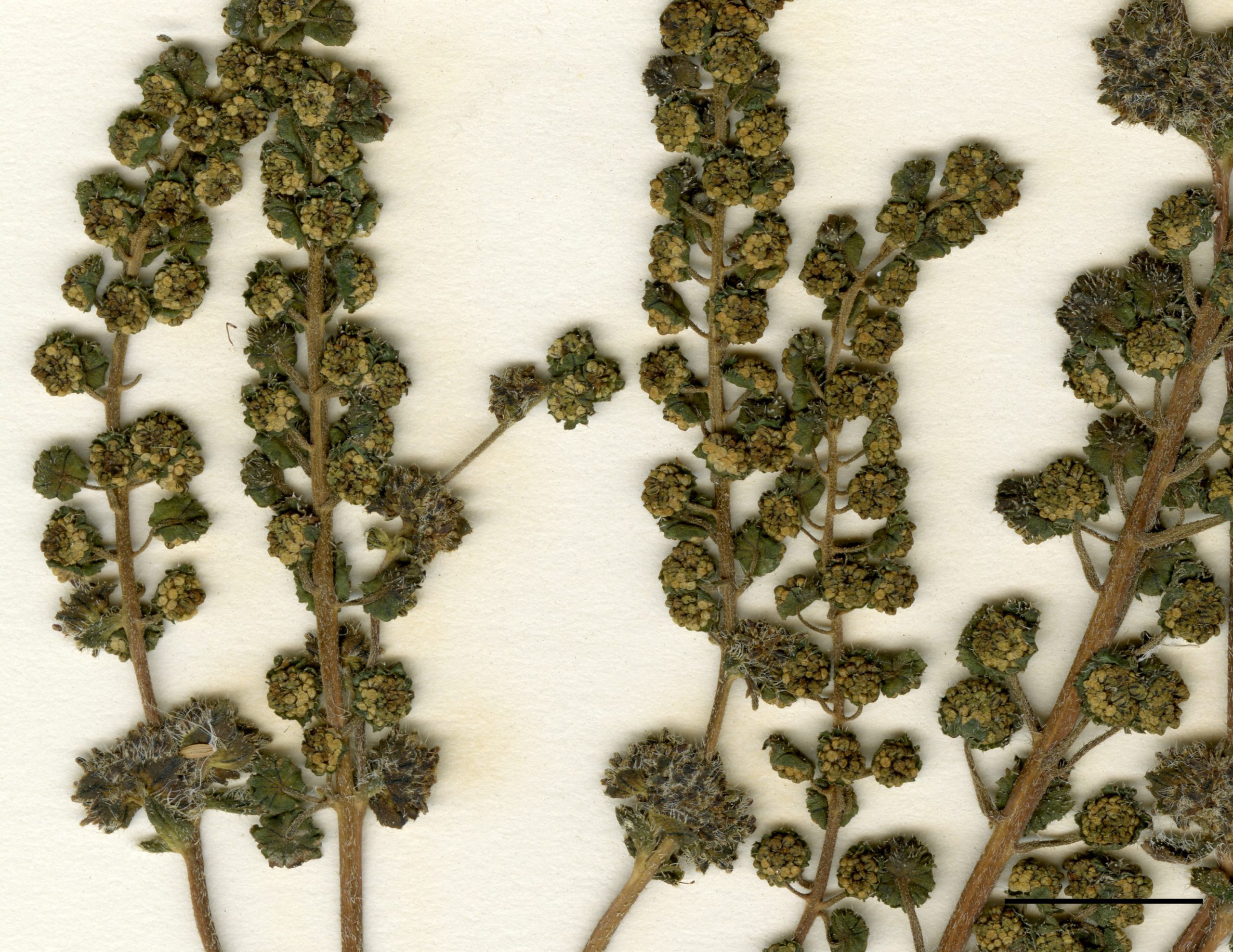 Petites fleurs regroupées en capitule.