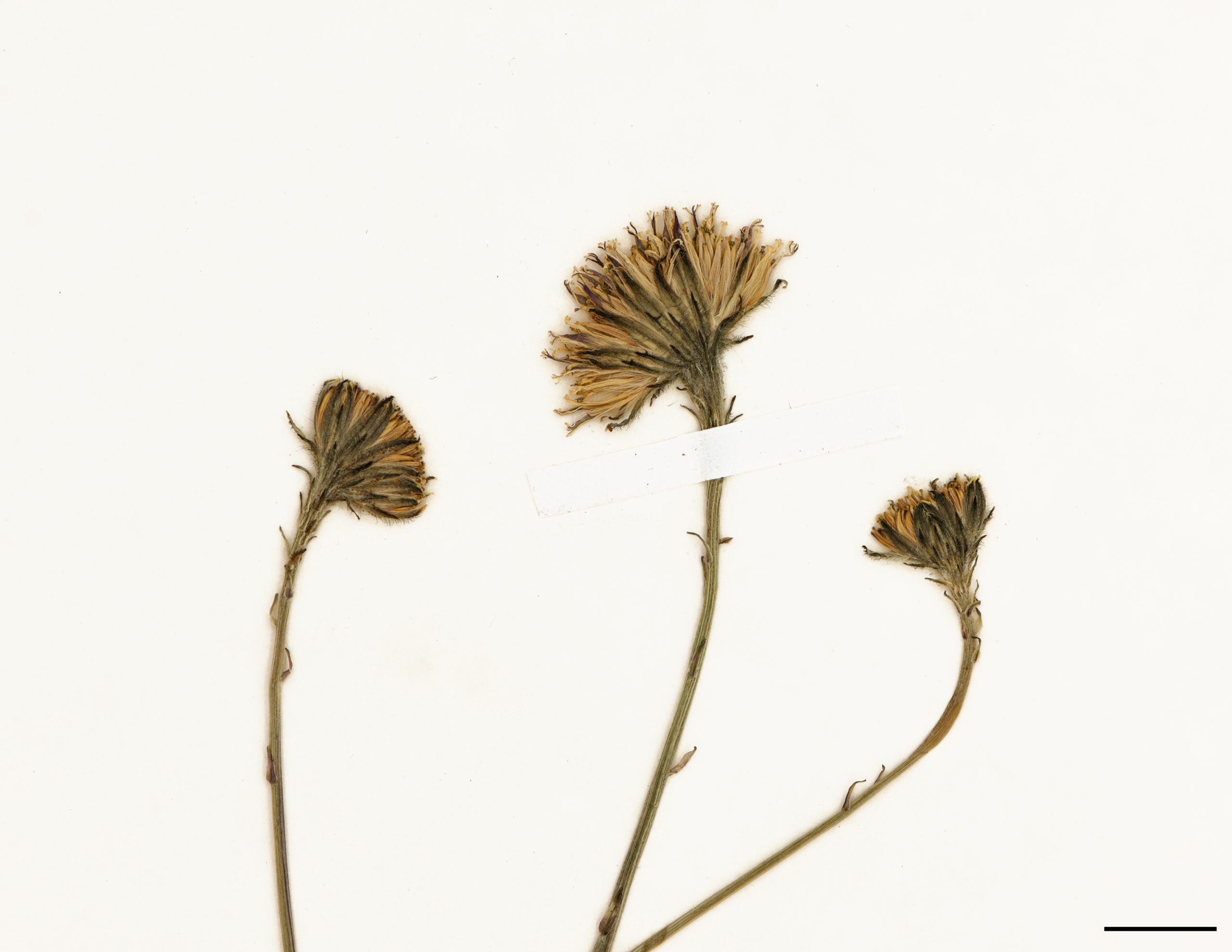 Fleurs jaunes réunies en capitules groupés par 2 ou 3.