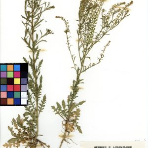 Lépidie densiflore