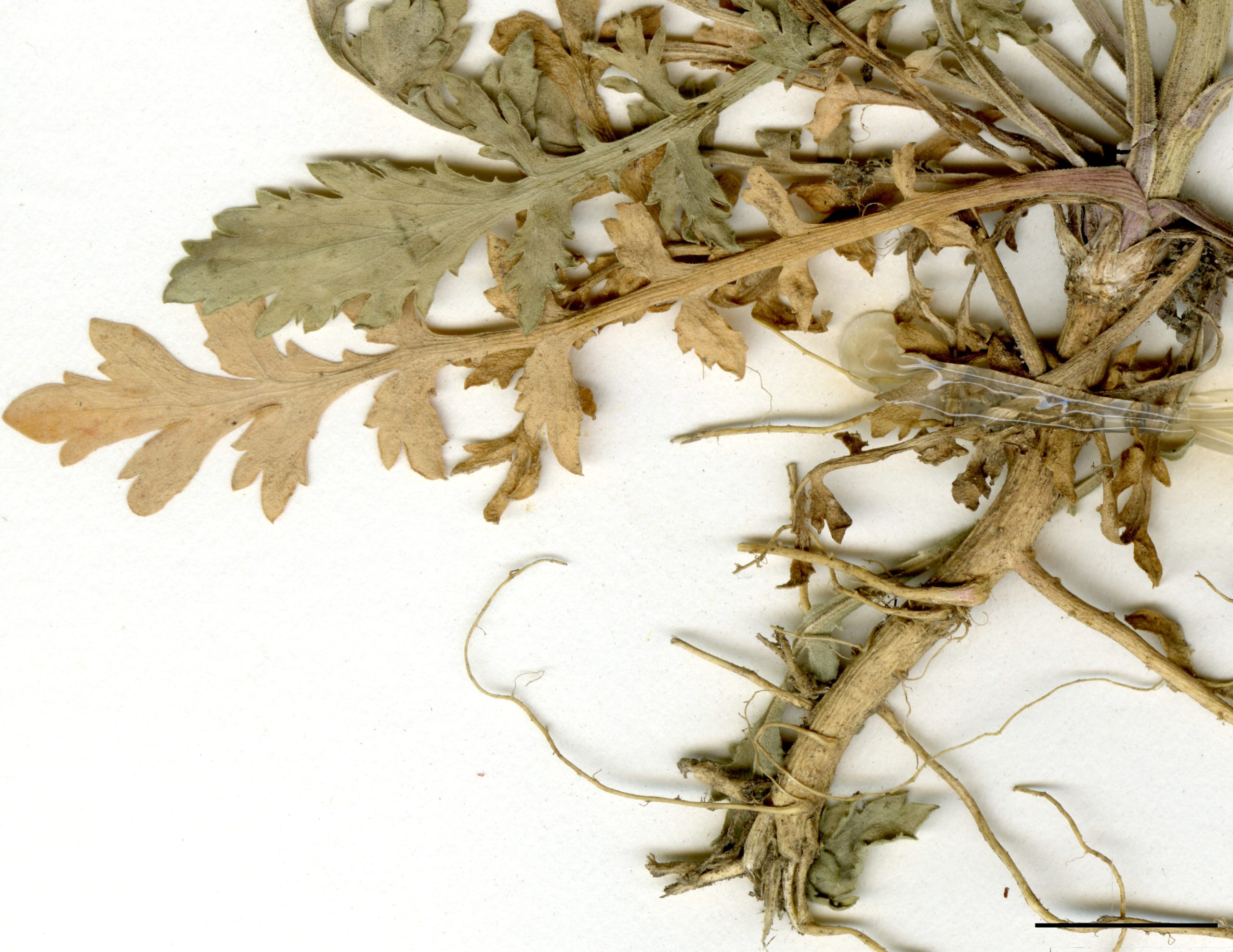 Feuilles du bas de la tige profondément lobées.