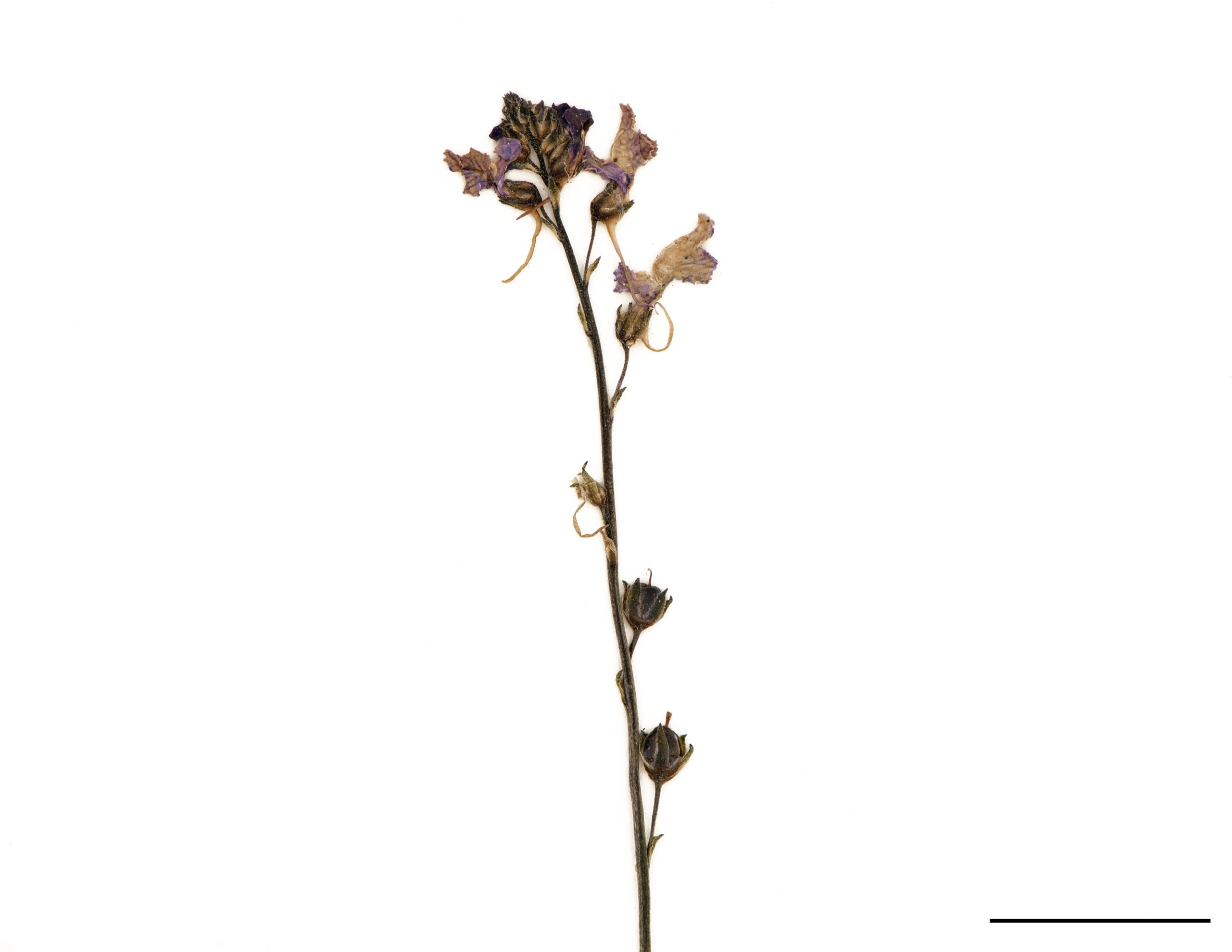 Fleurs disposées le long de l’axe de l’inflorescence.