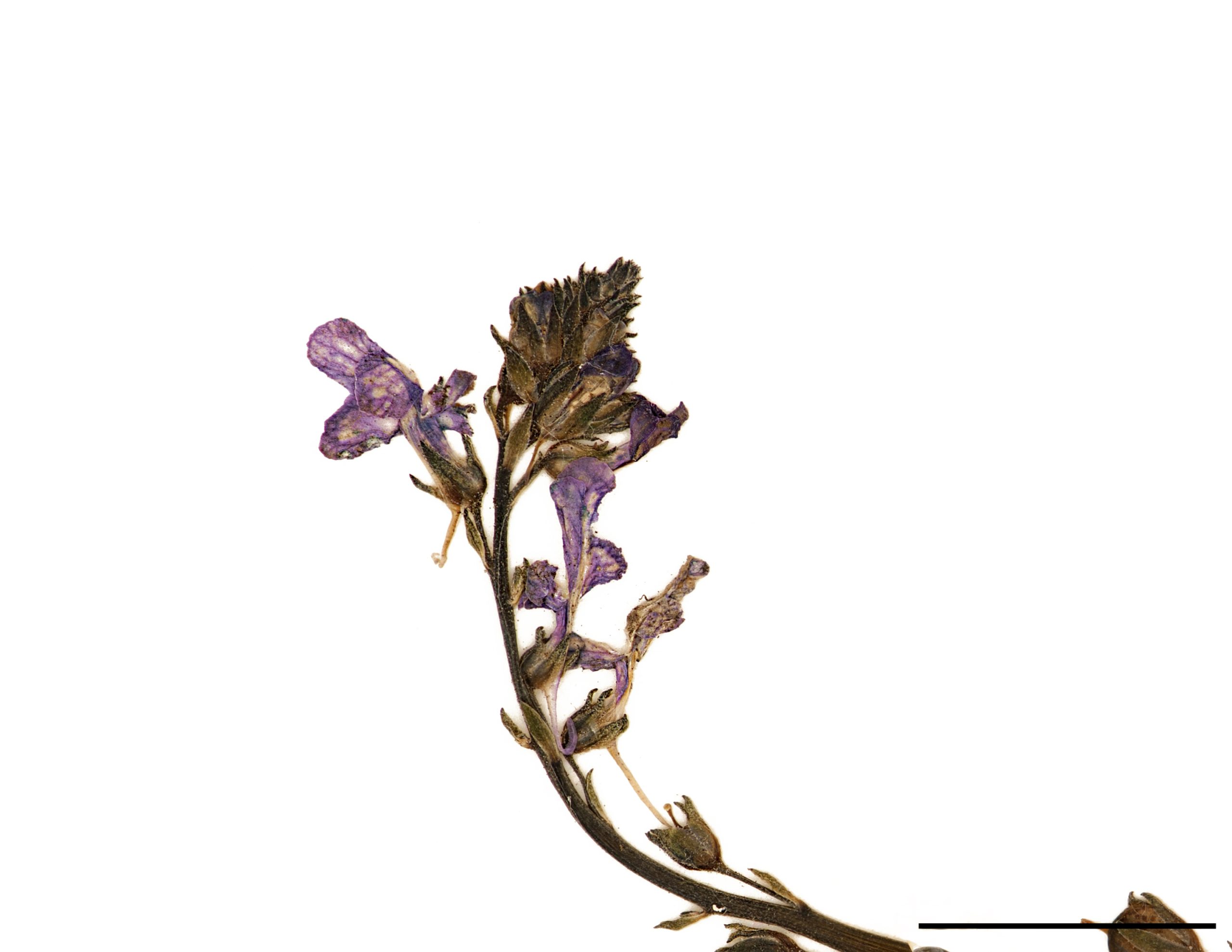 Petites fleurs bleu pâle ou mauves, prolongées à la base par un éperon.