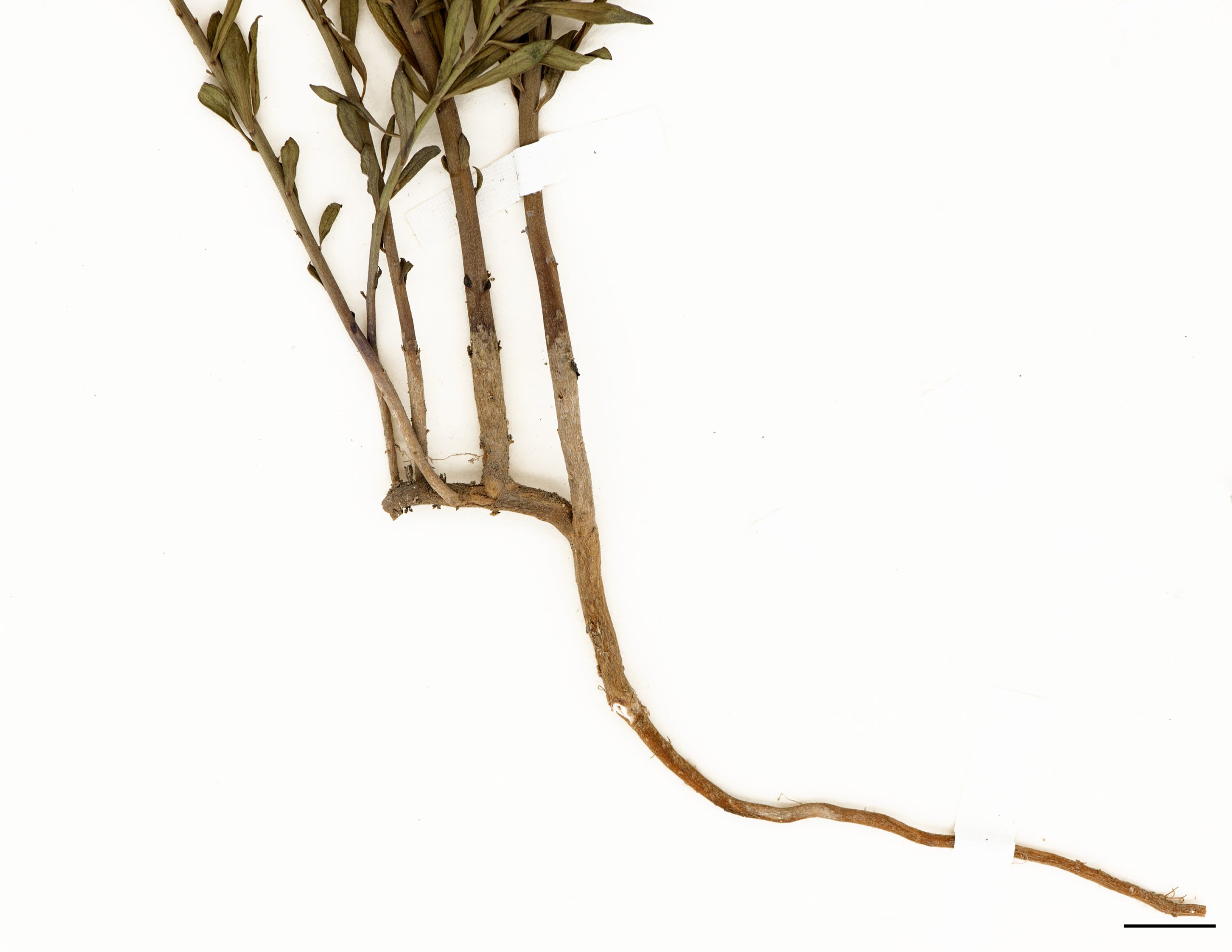 Plante produisant des rhizomes.