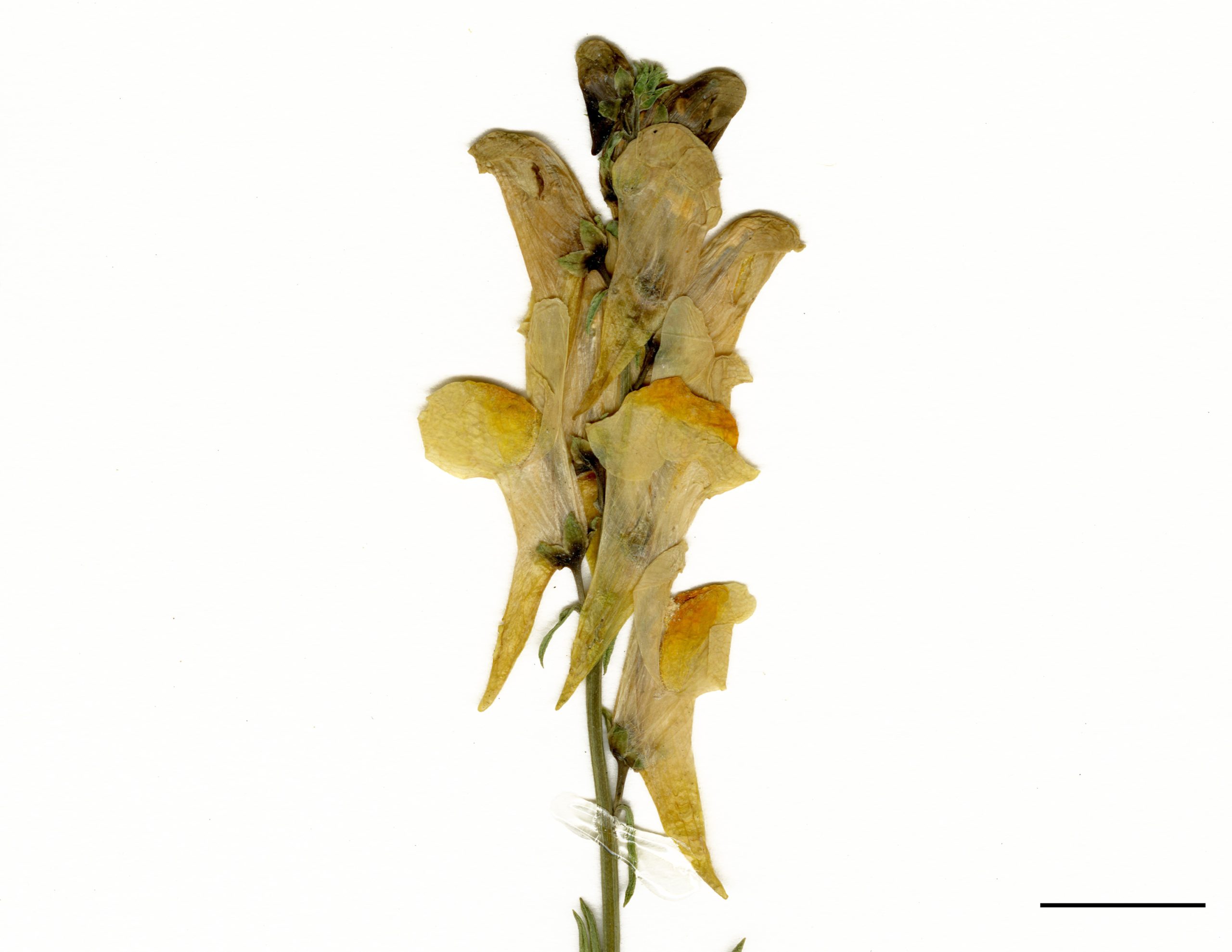 Fleurs irrégulières jaunes pâles avec une partie orangée; prolongées à la base par un long éperon.
