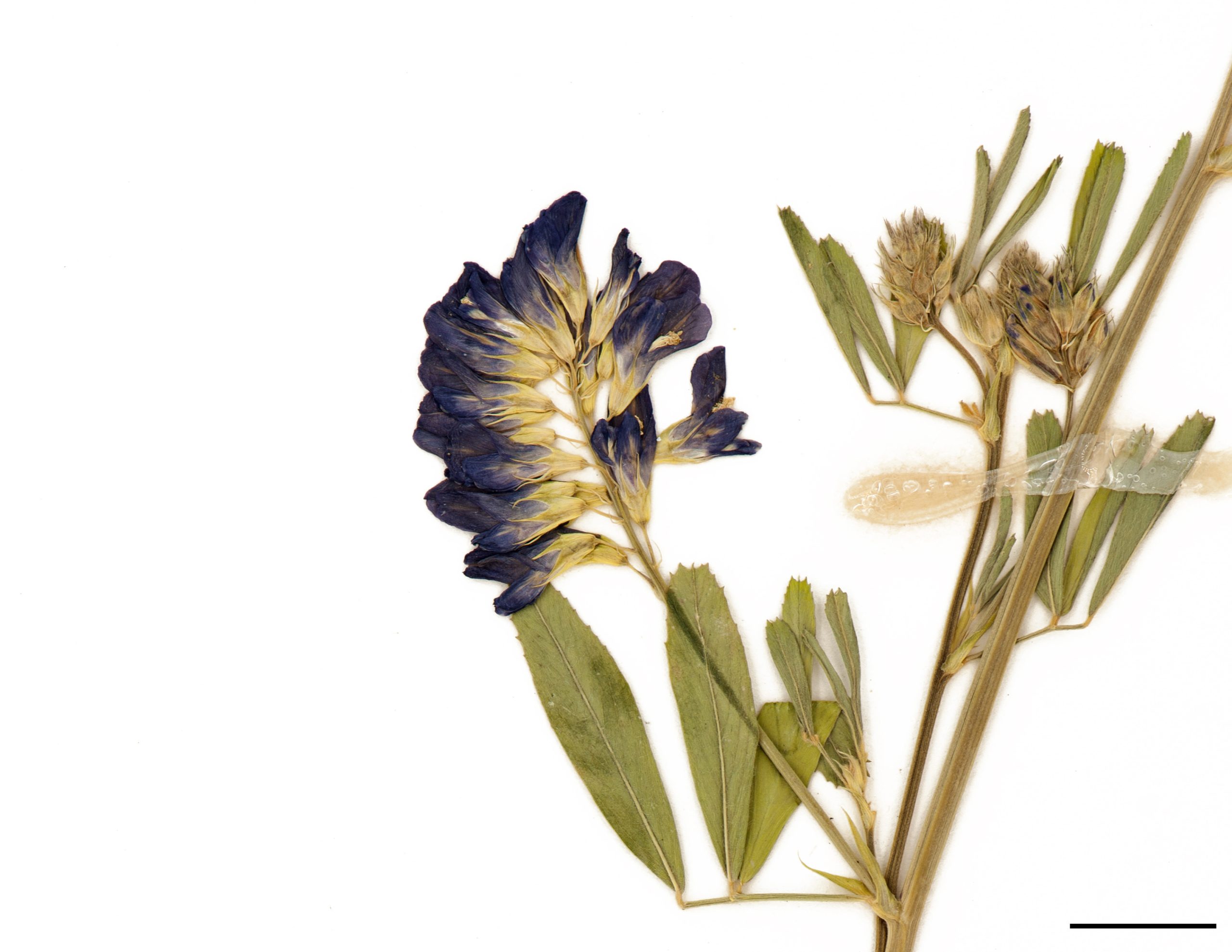 Fleurs violettes réunies en épi dans le haut des tiges.