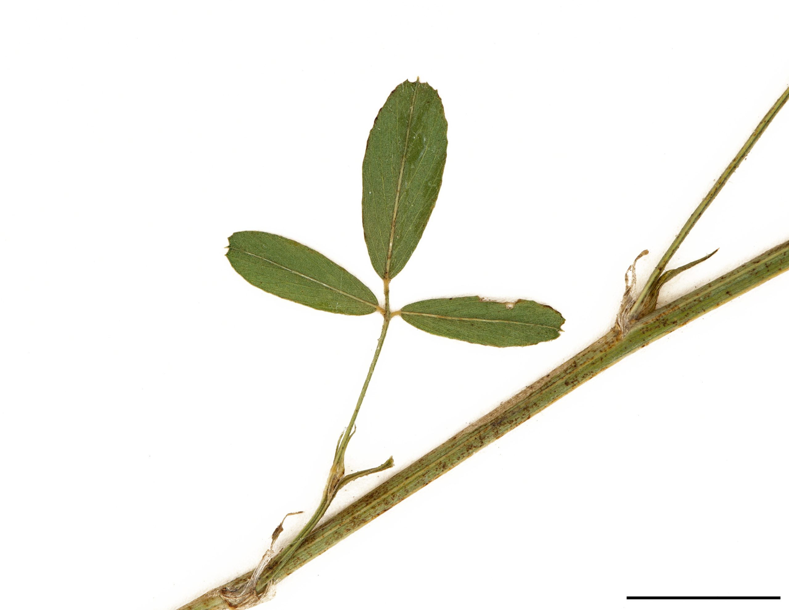 Feuilles alternes composées de 3 folioles allongées, légèrement pubescentes et dentées au sommet.