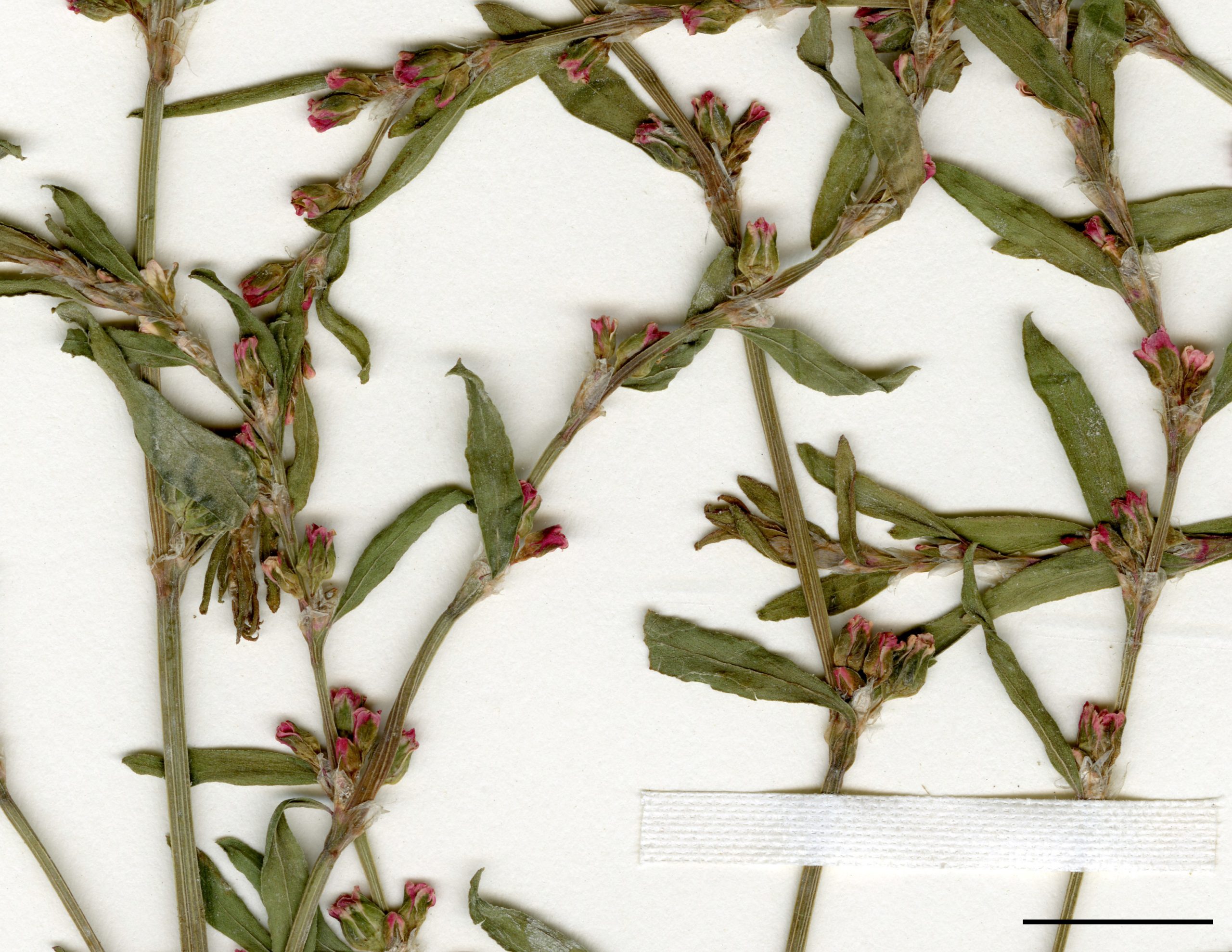 Quelques petites fleurs verdâtres à rosées à l'aisselle des feuilles.
